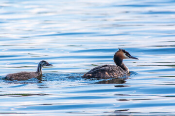 The waterfowl bird, great crested grebe with chick, swimming in the lake.