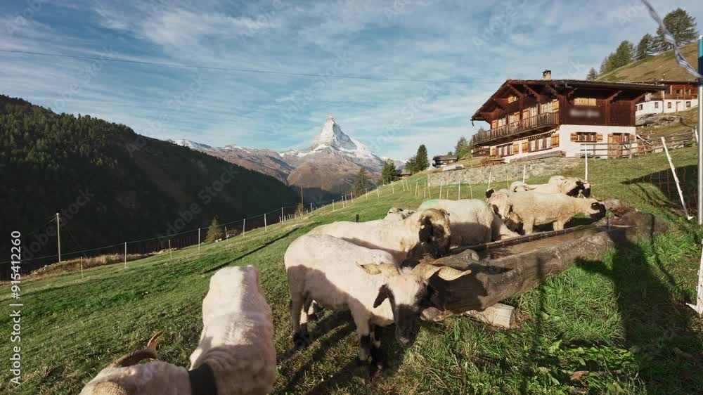 Wall mural Matterhorn mountain over farm on hill with flock of sheep raised at Switzerland