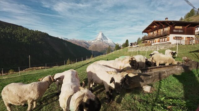 Matterhorn mountain over farm on hill with flock of sheep raised at Switzerland