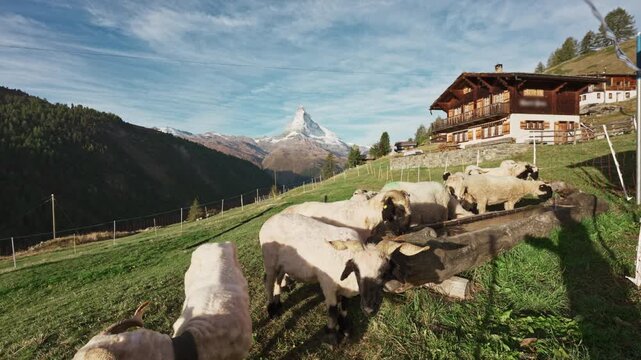 Matterhorn mountain over farm on hill with flock of sheep raised at Switzerland