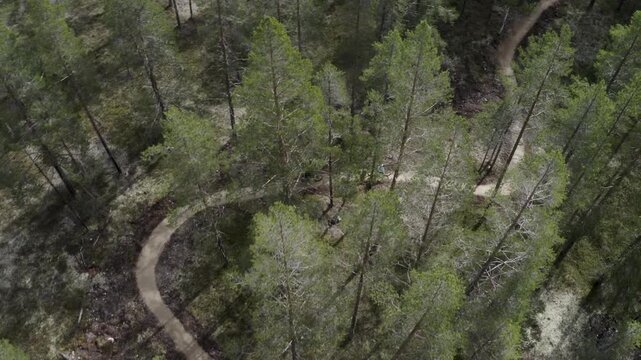 Two persons with mountainbikes on trail in the forest