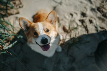 A playful corgi enjoying a sunny day at the beach with sandy paws and cheerful expression