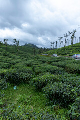 green tea plantation