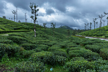tea plantation in bali