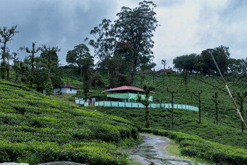 rice terrace in bali