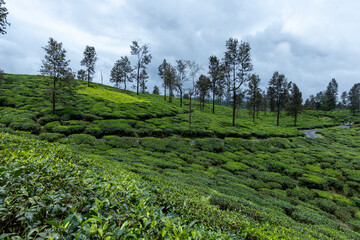 green tea plantation