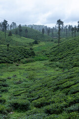 rice terraces in bali