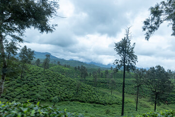 vineyard in the morning
