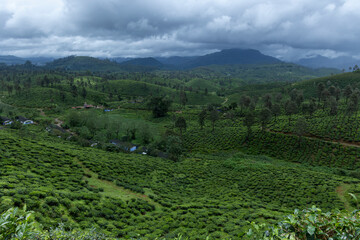 green tea plantation