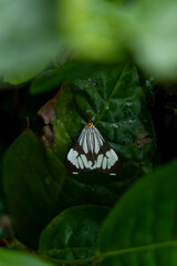 butterfly on leaf