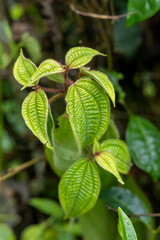 green leaves in the garden