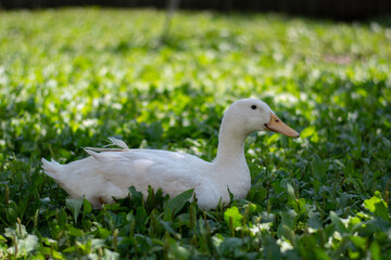 white duck in the grass