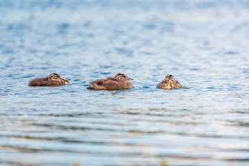 The waterfowl bird, great crested grebe with chick, swimming in the lake.