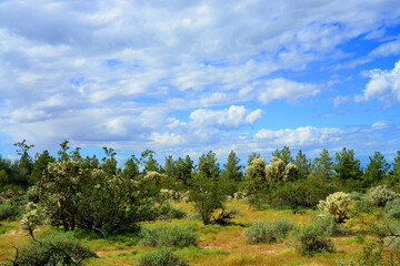 Central Sonora Desert Arizona