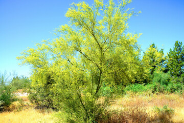Palo Verde Tree, Sonora Desert, Mid Summer