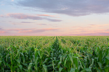 Green corn field with morning sky background, bright colorful clouds.