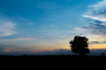 The shadow of a lone tree and an open area at sunset, the sky approaching dusk.