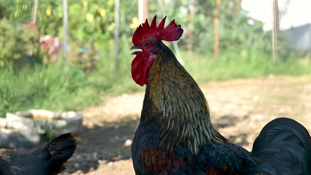 Rooster crowing cock-a-doodle-doo in the morning