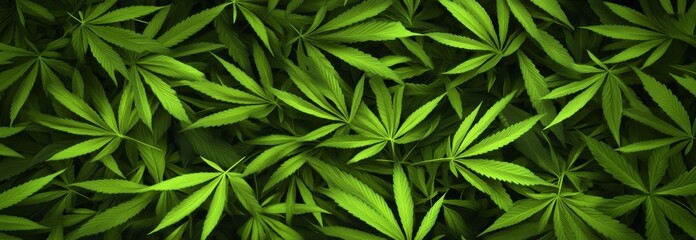 Fototapeta premium Vibrant Green Hemp Leaves Creating a Lush, Verdant Background, Ideal for Themes of Nature, Wellness, and Cannabis Culture.