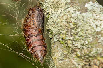 Spongy Moth Chrysalis - Lymantria dispar