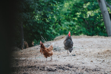 A rooster and hen roaming freely on a farm with lush green trees in the background, symbolizing rural life and freedom.