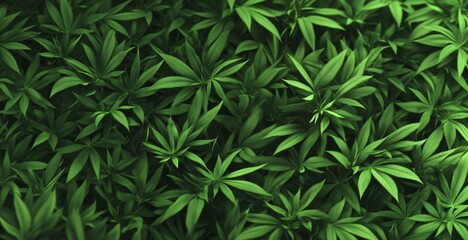 Lush Green Cannabis Leaves Create a Dense, Verdant Background, Ideal for Themes of Nature, Wellness, and Cannabis Culture