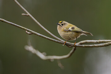 Wintergoldhähnchen