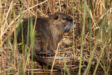 Nutria im Schilf