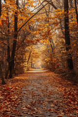 Silhouettes of trees with falling leaves in warm colors. autumn forest illustration autumn trees with yellow and orange leaves. autumn forest landscape