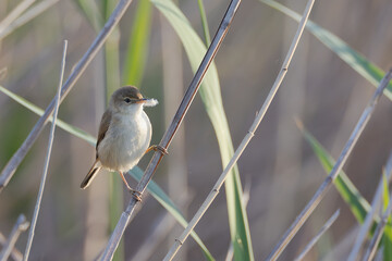Schilfrohrsänger