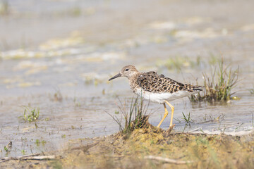 Graubruststurmläufer