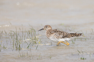 Graubruststurmläufer
