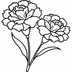 carnation flower vector illustration