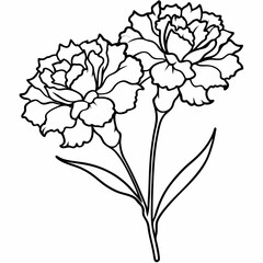 carnation flower vector illustration