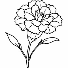 carnation flower vector illustration