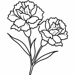 carnation flower vector illustration