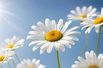 Naklejka premium White daisy against a clear blue sky, creating a fresh and uplifting visual effect