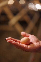 farmer holding guinea fowl egg against background of poultry farm, selective focus