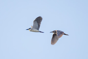 Nachtreiher im Flug am Neusiedler See