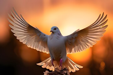 dove of peace