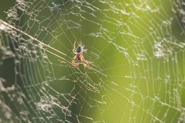 Spinne im Spinnennetz