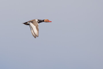 Kolbenente im Flug