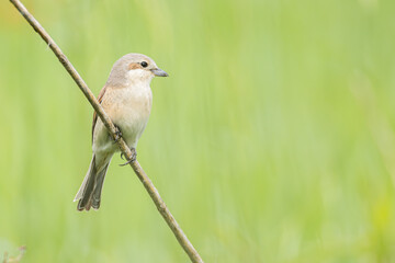 Weiblicher Neuntöter