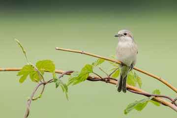 Weiblicher Neuntöter
