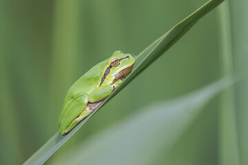 Laubfrosch