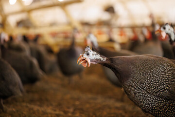 Guinea Fowl in Poultry Farm Setting, selective focus