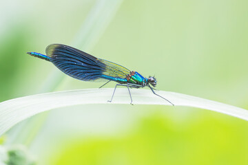 Prachtlibelle 