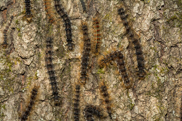 Spongy Moth Caterpillars Killed by Nuclear Polyhedrosis Virus