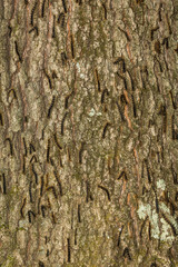 Spongy Moth Caterpillars Killed by Nuclear Polyhedrosis Virus