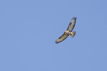 Mäusebussard